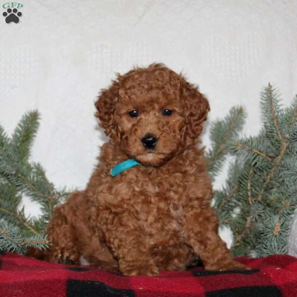 Shiloh, Mini Labradoodle Puppy